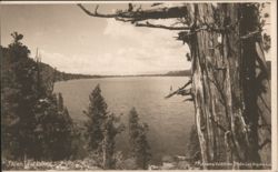 Fallen Leaf Lake, Tall Trees Postcard