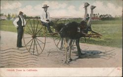 Ostrich Team in California with Two Men and Cart Postcard