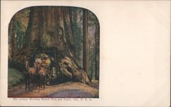 Wawona Tunnel Tree & Coach, CA Postcard