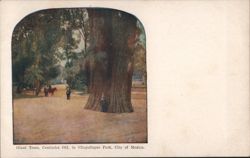 Giant Centuries Old Trees, Chapultepec Park, Mexico City Postcard