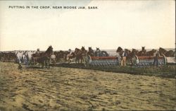 Putting in the Crop, Moose Jaw, SK Postcard