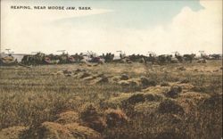 Reaping, Near Moose Jaw, SK Postcard