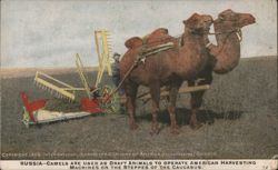 Camels Operating American Harvesting Machines, Caucasus Postcard