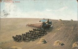 A Harvesting Scene. Horse-drawn Combine Harvester Postcard