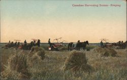 Canadian Harvesting Scenes - Reaping Postcard