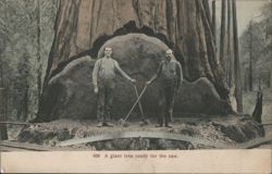 Two Men with Giant Saw at Base of Redwood Tree Postcard