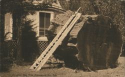 Original Big Tree Calaveras Co. CA Postcard