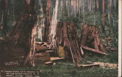 Largest Cedar Log & Stump, 2,200 Years Old, Man Postcard