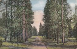 Christmas Tree Park, Yellowstone National Park Postcard