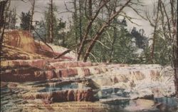 Angel Terrace, Mammoth Hot Springs, Yellowstone National Park Postcard