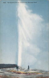 Old Faithful Geyser, Yellowstone National Park Postcard