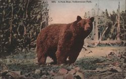 Brown Bear, Yellowstone Park Postcard