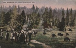 Bears Near Old Faithful, Yellowstone Park Postcard