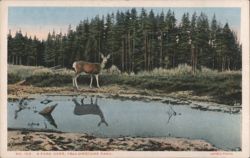 Park Deer at Waters Edge, Yellowstone Park Postcard