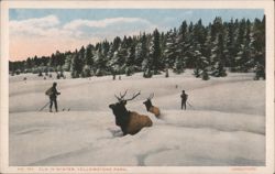 Elk in Winter, Yellowstone Park Postcard