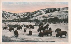 The Buffalo Herd, Yellowstone Park Postcard
