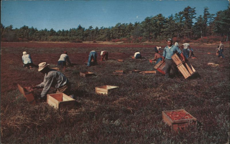 Cranberry Picking Time, Cape Cod Massachusetts