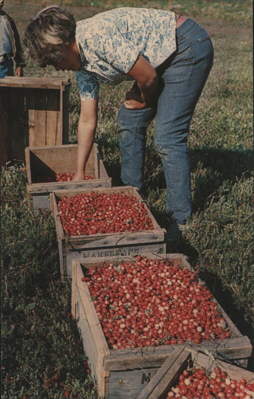 Cranberry Picking Time on Cape Cod Massachusetts Bill Quinn