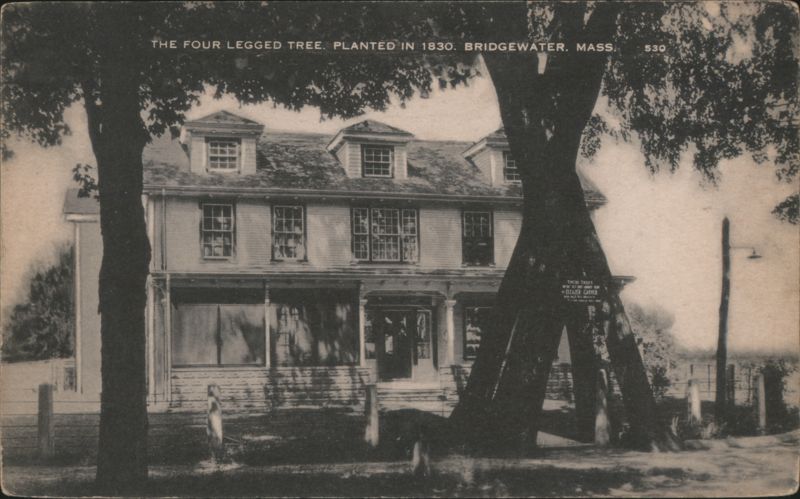The Four Legged Tree, Planted 1830 Bridgewater Massachusetts