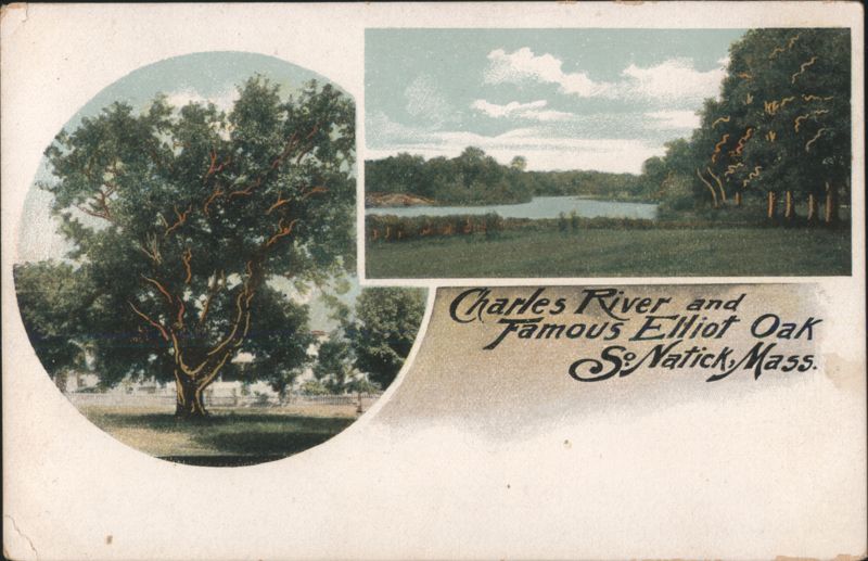 Charles River and Famous Elliot Oak South Natick Massachusetts