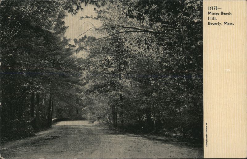 Mingo Beach Hill - Tree-Lined Road Beverly Massachusetts