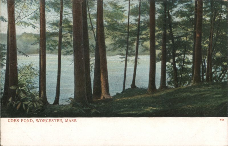 Coes Pond, Worcester, MA - Tall Trees & Water Massachusetts