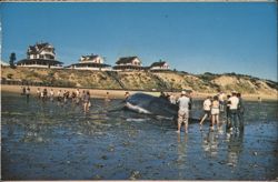 Whale in Your Front Yard? Cape Cod National Seashore Postcard