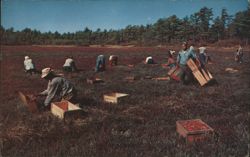 Cranberry Picking Time, Cape Cod Postcard