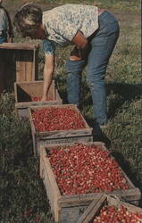 Cranberry Picking Time on Cape Cod Postcard