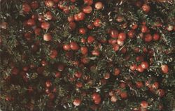 Cranberry Bog Ready for Fall Harvest, Ocean Spray Postcard