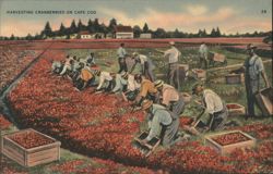 Harvesting Cranberries on Cape Cod, MA Postcard