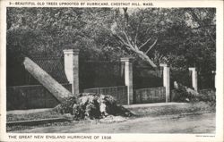 Beautiful Old Trees Uprooted by Great New England Hurricane Postcard