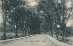 Nahant Road, Tree-Lined Street Postcard
