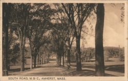 South Road, M.S.C. Campus, Tree-Lined Avenue Postcard