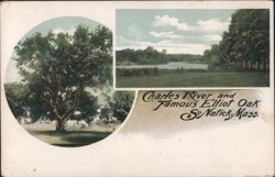 Charles River and Famous Elliot Oak Postcard