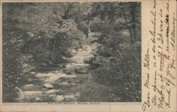 Pelham Brook, Rowe, MA Postcard