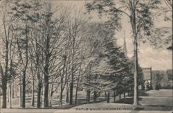 Maple Walk, Amherst, MA Postcard