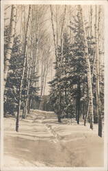 Snowy Path through Forest, Birch & Evergreen Trees Postcard