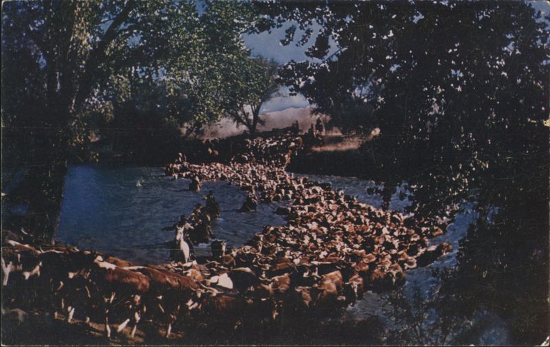 Cattle Drive, Herd Crossing River in the West Mike Roberts