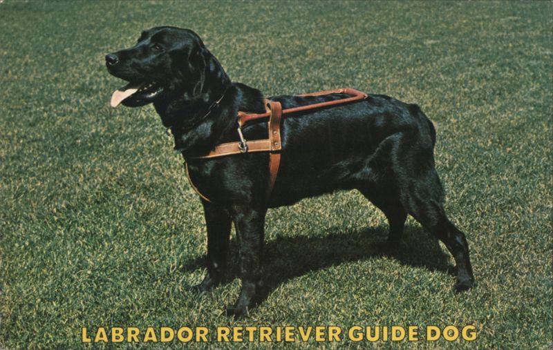 Labrador Retriever Guide Dog Aero Photographers, Inc.