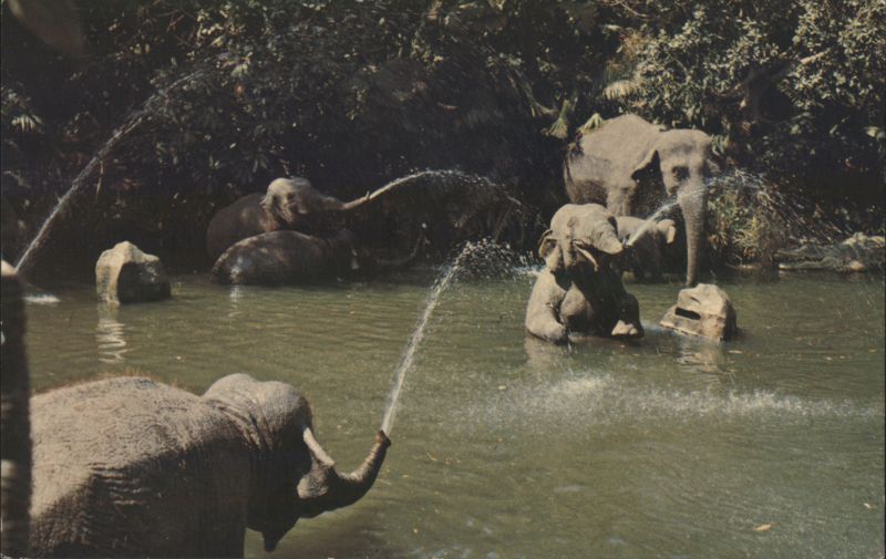 Elephant Pool, Playful Elephants Squirting Water Anaheim California