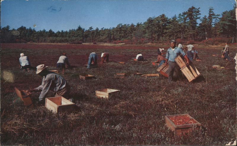 Cranberry Picking Time, Cape Cod, Mass. Massachusetts