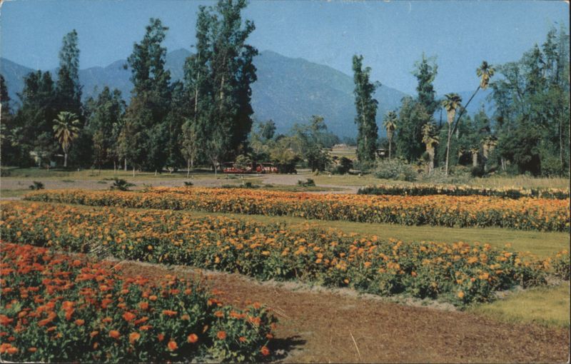 Flower Beds, Los Angeles County Arboretum, Sierra Madres Arcadia California