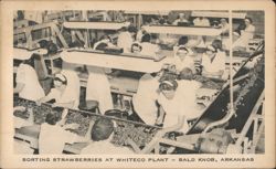 Sorting Strawberries at Whiteco Plant, Bald Knob, AR Postcard