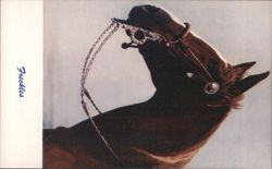 Freckles Horse Head with Elaborate Bridle Postcard