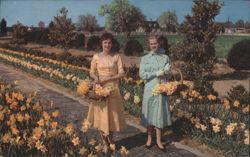 Women with Daffodil Baskets at Little England Daffodil Farm Postcard