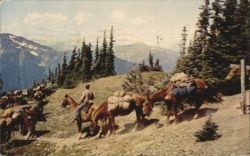Pack Train, Hayden Pass, Mt. Olympus, Olympic National Park Postcard