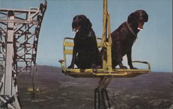 Holiday Labradors Whiteface Mountain Chairlift Lake Placid NY Postcard