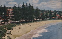 Terrigal Beach, NSW - Pine Trees & Buildings Postcard