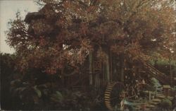 Disneyland Swiss Family Treehouse Adventureland Postcard